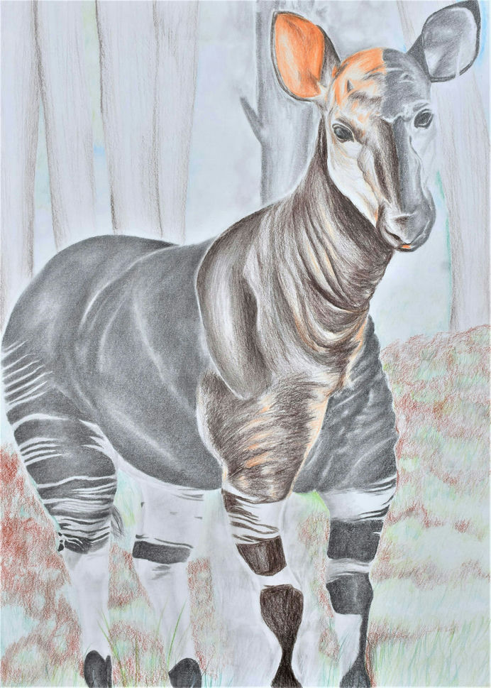 Okapi_2022